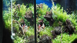 Aquarium Gesellschaftsbecken