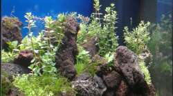 Aquarium Gesellschaftsbecken