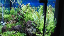 Aquarium Gesellschaftsbecken