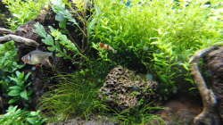 Besatz im Aquarium Gesellschaftsbecken