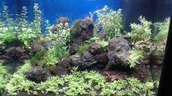 Aquarium Gesellschaftsbecken