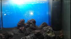 Dekoration im Aquarium Gesellschaftsbecken