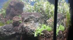 Aquarium Gesellschaftsbecken