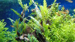 Aquarium Gesellschaftsbecken