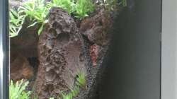 Aquarium Gesellschaftsbecken