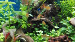 Aquarium Gesellschaftsbecken