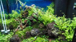 Aquarium Gesellschaftsbecken