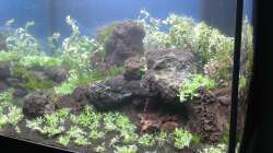 Aquarium Gesellschaftsbecken