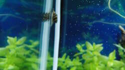 Besatz im Aquarium Gesellschaftsbecken