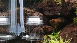 Aquarium Gesellschaftsbecken