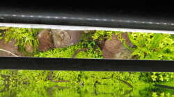 Technik im Aquarium Gesellschaftsbecken