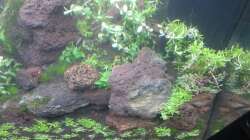 Aquarium Gesellschaftsbecken