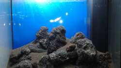 Dekoration im Aquarium Gesellschaftsbecken