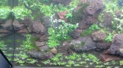 Aquarium Gesellschaftsbecken