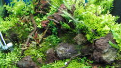 Aquarium Gesellschaftsbecken