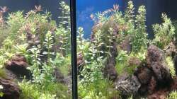 Aquarium Gesellschaftsbecken