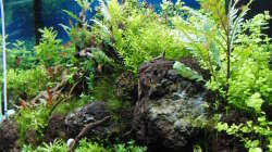 Aquarium Gesellschaftsbecken