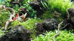 Aquarium Gesellschaftsbecken