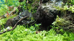 Besatz im Aquarium Gesellschaftsbecken