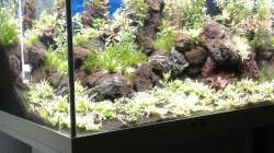 Aquarium Gesellschaftsbecken