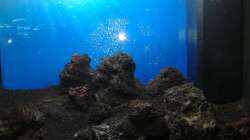 Dekoration im Aquarium Gesellschaftsbecken