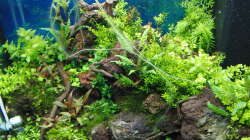 Aquarium Gesellschaftsbecken