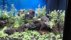 Aquarium Gesellschaftsbecken