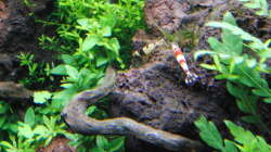 Besatz im Aquarium Gesellschaftsbecken