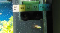 Technik im Aquarium Gesellschaftsbecken