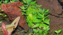 Pflanzen im Aquarium Gesellschaftsbecken