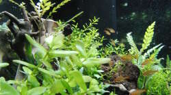 Aquarium Gesellschaftsbecken