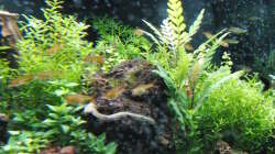 Aquarium Gesellschaftsbecken