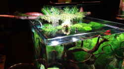 Aquarium Miniunterwasserwelt
