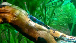 Blaue Tiger jung, 1,5cm