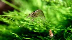 Besatz im Aquarium Bucetank