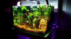 Aquarium Bucetank