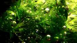 Pflanzen im Aquarium Bucetank