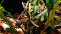 Pflanzen im Aquarium Bucetank