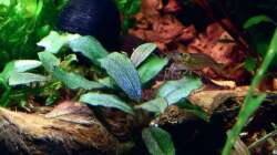 Pflanzen im Aquarium Bucetank