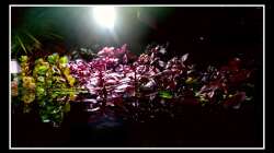 Pflanzen im Aquarium Bucetank