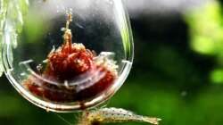 Besatz im Aquarium Bucetank