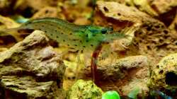 Besatz im Aquarium Bucetank