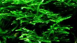 Pflanzen im Aquarium Bucetank