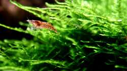 Besatz im Aquarium Bucetank