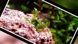 Pflanzen im Aquarium Bucetank