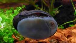 Besatz im Aquarium Bucetank