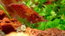 Besatz im Aquarium Bucetank