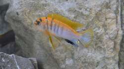 labidochromis hongi