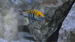 Cynotilapia Afra Cobwe