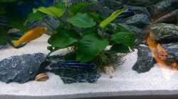 Pflanzen im Aquarium Mannis Malawiwelt